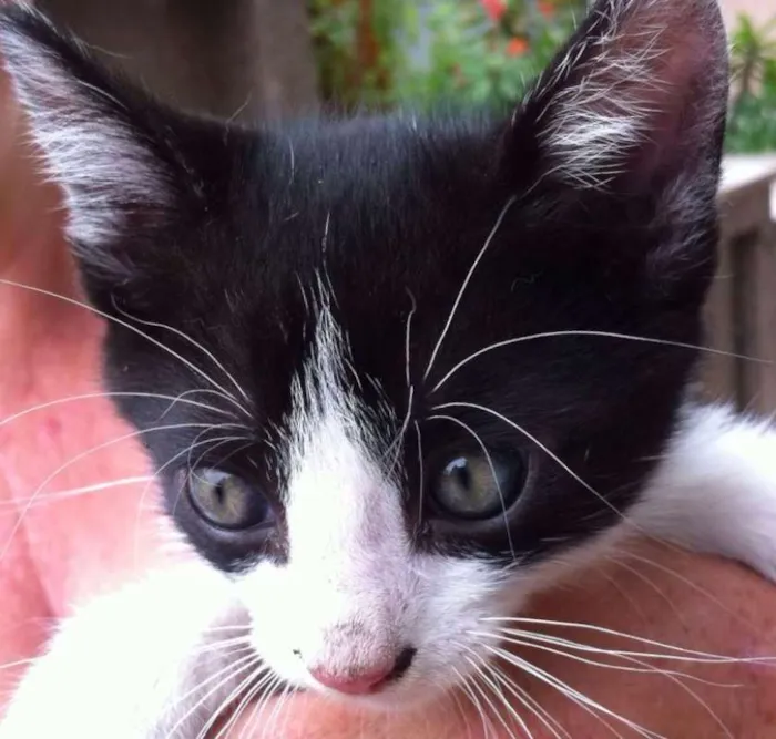 Gato ra a SRD idade 2 a 6 meses nome BOB