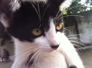 Gato raça SRD idade 2 a 6 meses nome CLAIRE 