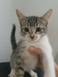 LUANA