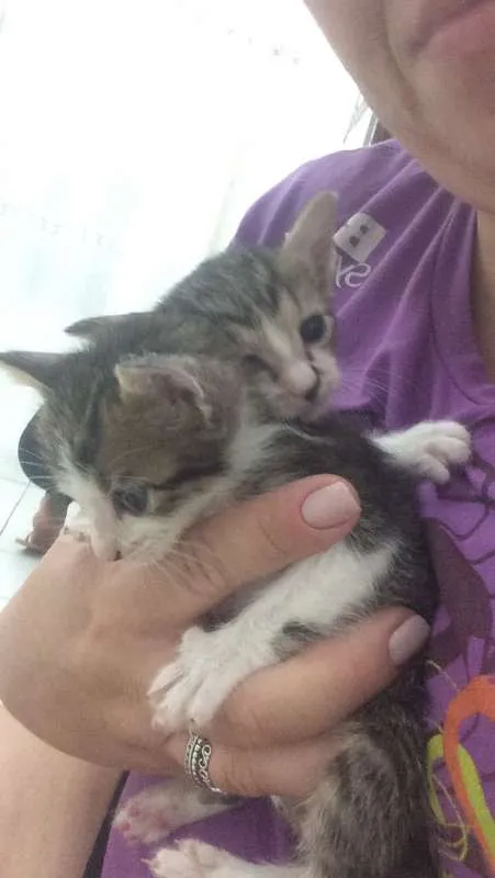 Gato ra a SRD idade  nome LUANA