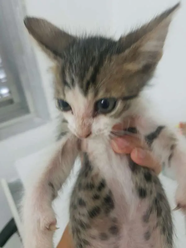 Gato ra a SRD idade 2 a 6 meses nome BIANCA