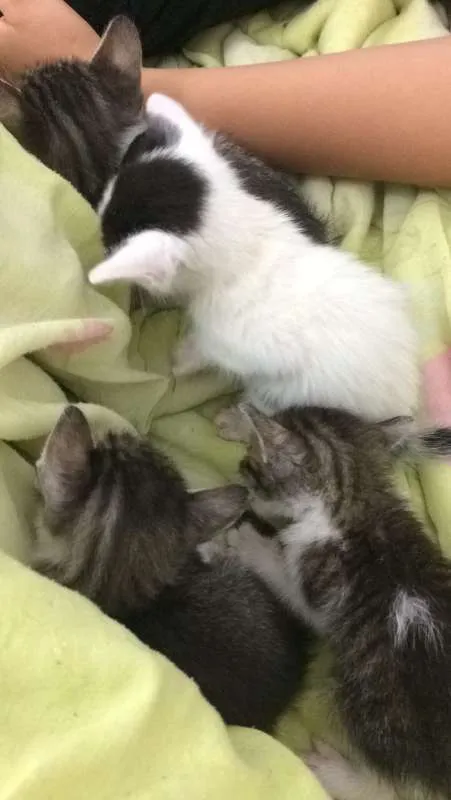 Gato ra a SRD idade 2 a 6 meses nome BIANCA