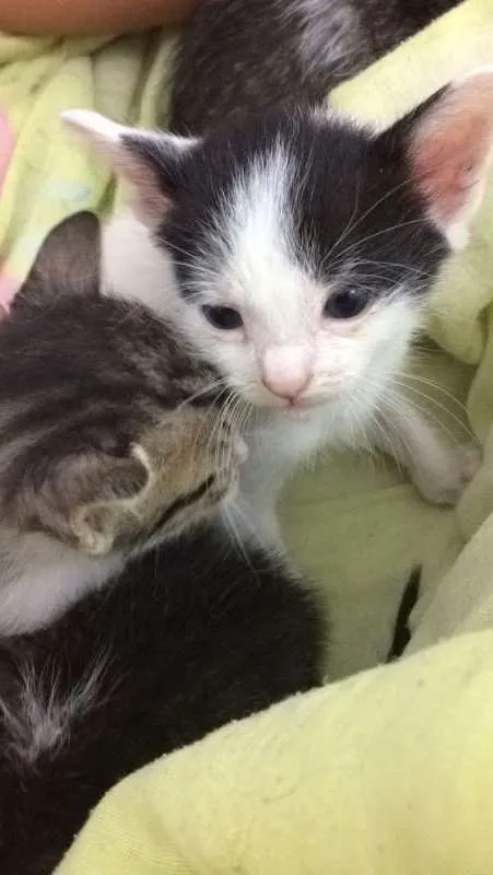 Gato ra a SRD idade 2 a 6 meses nome BOLINHA