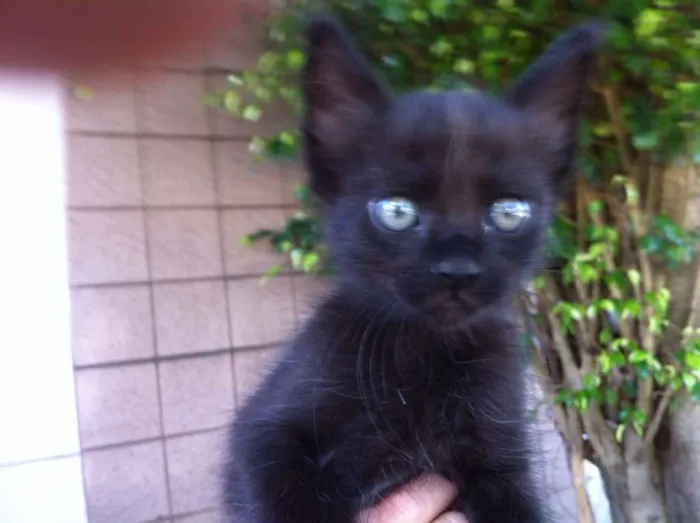 Gato ra a SRD idade 2 a 6 meses nome SOFIA