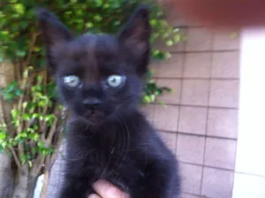 Gato raça SRD idade 2 a 6 meses nome SOFIA
