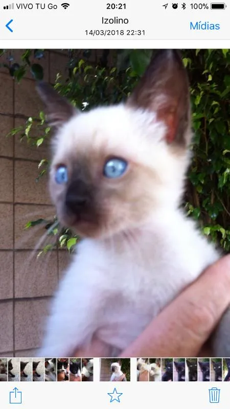 Gato ra a SRD idade 2 a 6 meses nome STELLA