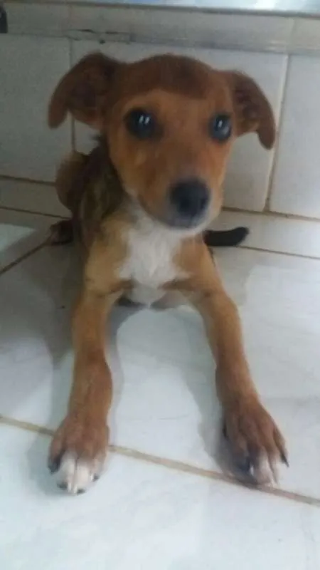 Cachorro ra a SRD idade 2 a 6 meses nome KINZIMHO