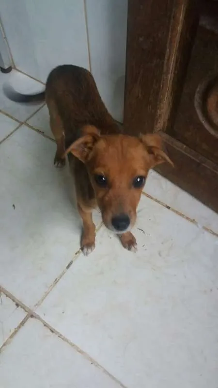 Cachorro ra a SRD idade 2 a 6 meses nome KINZIMHO