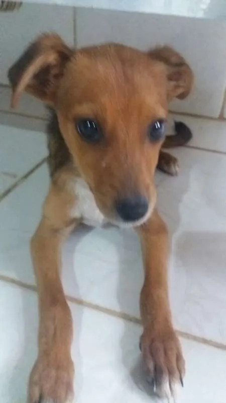 Cachorro ra a SRD idade 2 a 6 meses nome KINZIMHO