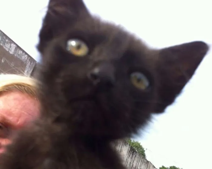 Gato ra a SRD idade 2 a 6 meses nome CARLITO