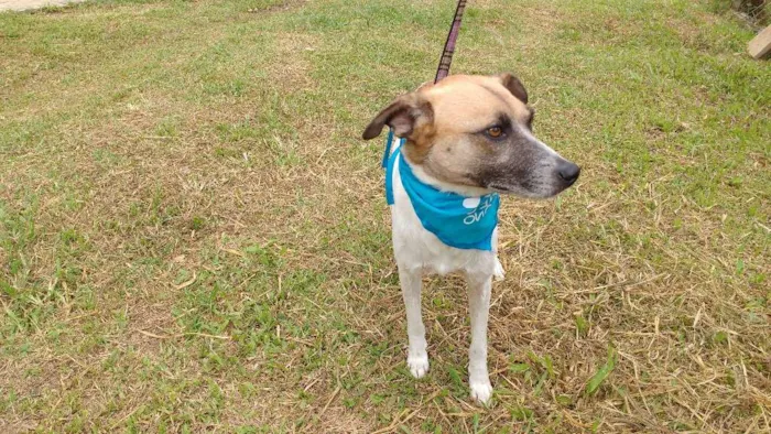Cachorro ra a SRD idade  nome FLIPER