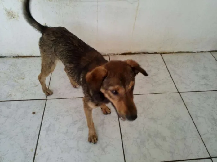 Cachorro ra a SRD idade 2 anos nome ZIDANE