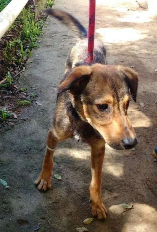 Cachorro ra a SRD idade 2 anos nome ZIDANE