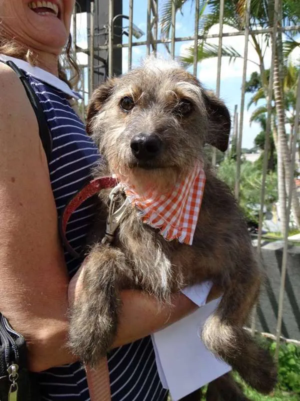 Cachorro ra a SRd idade 2 anos nome Molina