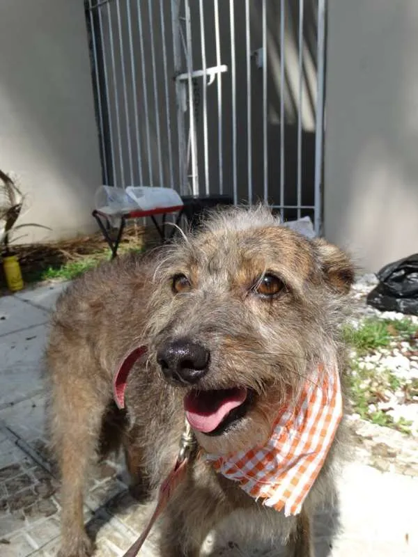 Cachorro ra a SRd idade 2 anos nome Molina