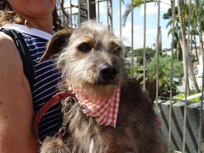 Cachorro ra a SRd idade 2 anos nome Molina