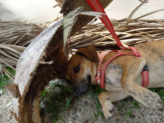 Cachorro ra a SRd idade 2 anos nome Molina