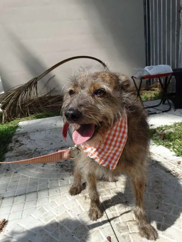 Cachorro ra a SRd idade 2 anos nome Molina