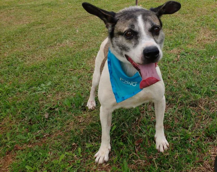 Cachorro raça SRD idade 5 anos nome SHERLOCK