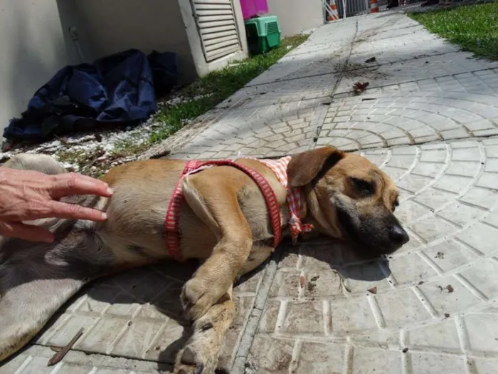 Cachorro ra a SRD idade 1 ano nome Tigrada