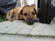 Tigrada