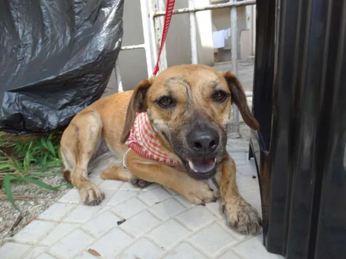 Cachorro ra a SRD idade 1 ano nome Tigrada