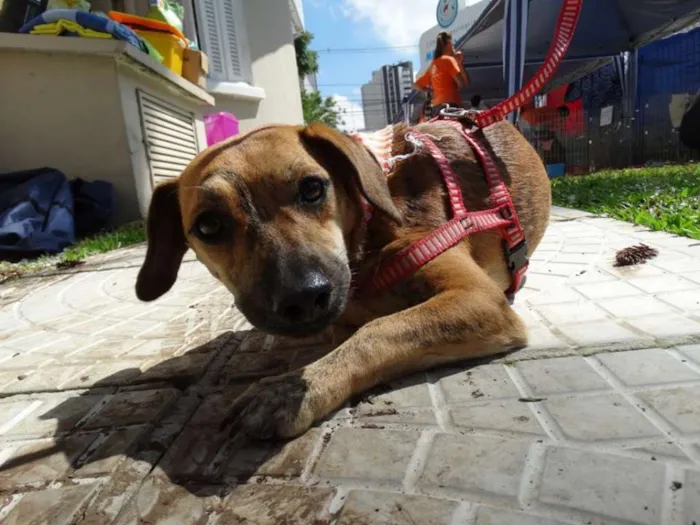 Cachorro ra a SRD idade 1 ano nome Tigrada