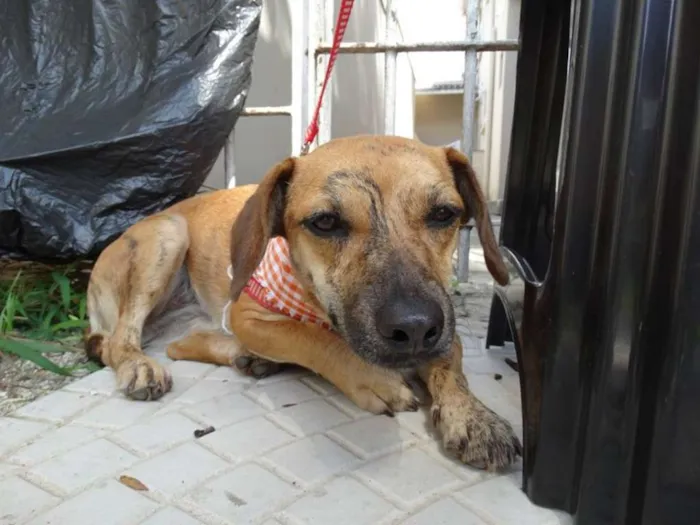Cachorro ra a SRD idade 1 ano nome Tigrada