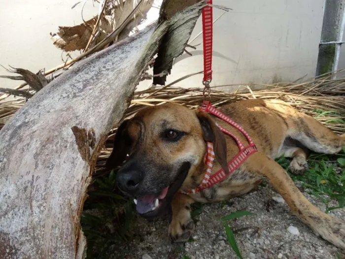 Cachorro ra a SRD idade 1 ano nome Tigrada