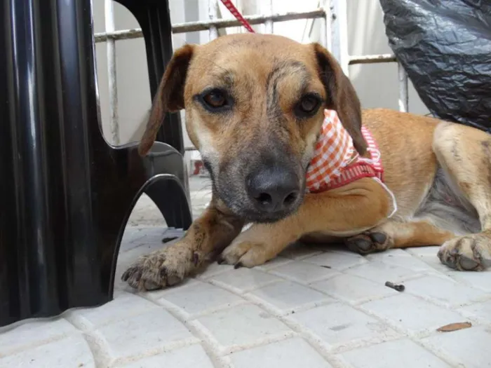 Cachorro ra a SRD idade 1 ano nome Tigrada