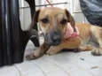 Tigrada