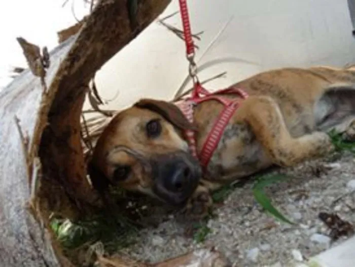 Cachorro ra a SRD idade 1 ano nome Tigrada