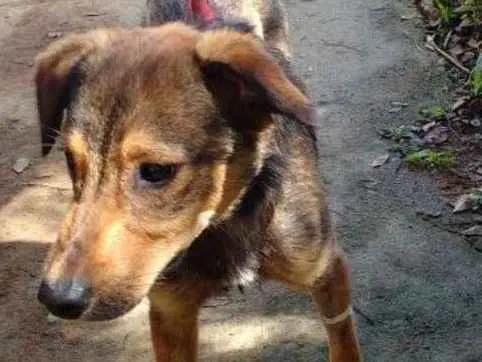 Cachorro ra a SRD idade 2 anos nome ZIDANE