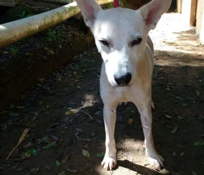 Cachorro ra a SRD idade 3 anos nome KENY
