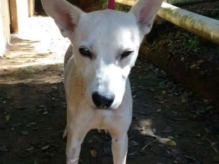 Cachorro ra a SRD idade 3 anos nome KENY
