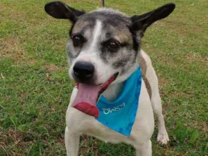 Cachorro raça SRD idade 5 anos nome SHERLOCK