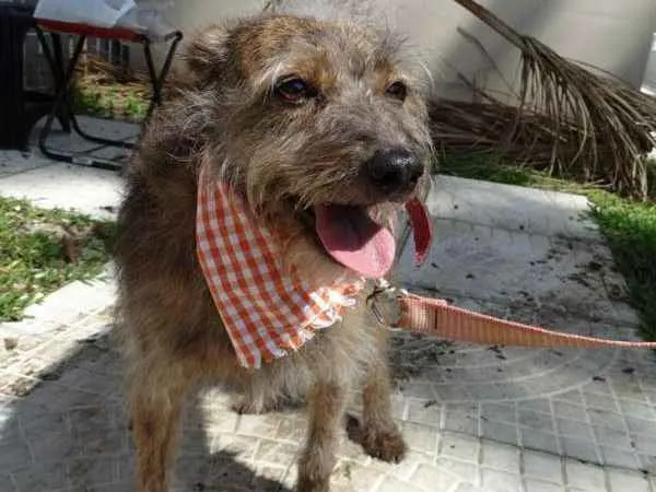 Cachorro ra a SRd idade 2 anos nome Molina