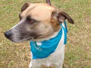 Cachorro raça SRD idade  nome FLIPER