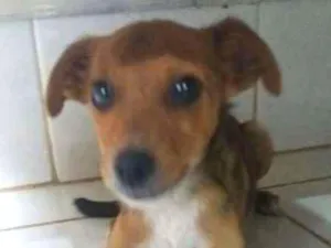 Cachorro raça SRD idade 2 a 6 meses nome KINZIMHO