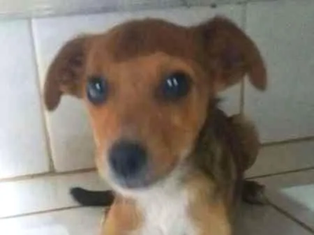 Cachorro ra a SRD idade 2 a 6 meses nome KINZIMHO