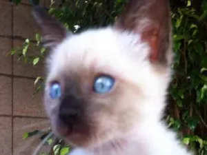 Gato raça SRD idade 2 a 6 meses nome STELLA