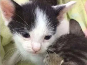 Gato raça SRD idade 2 a 6 meses nome BOLINHA