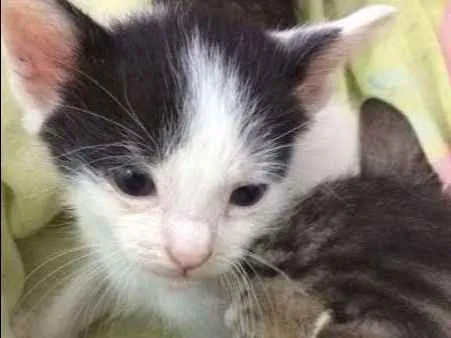 Gato ra a SRD idade 2 a 6 meses nome BOLINHA