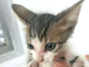 Gato raça SRD idade 2 a 6 meses nome BIANCA