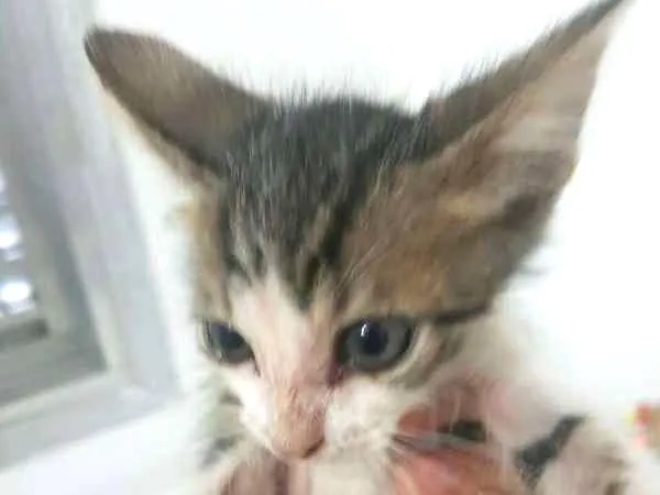 Gato ra a SRD idade 2 a 6 meses nome BIANCA