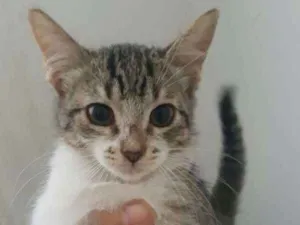 Gato raça SRD idade  nome LUANA