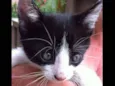 BOB