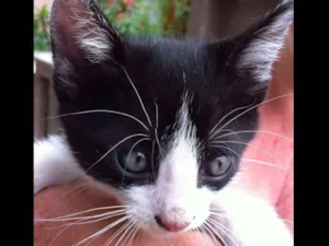 Gato raça SRD idade 2 a 6 meses nome BOB