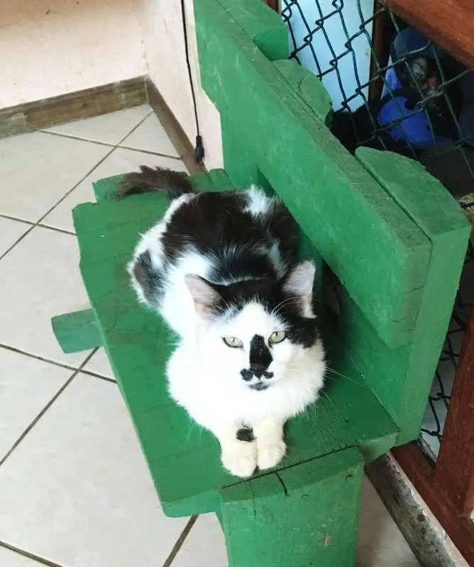 Gato ra a SRD idade 1 ano nome CASEMIRO