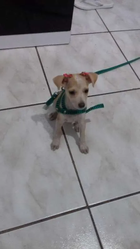 Cachorro ra a vira lata idade  nome malu